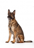 Picture of German Shepherd Dog sitting on white background