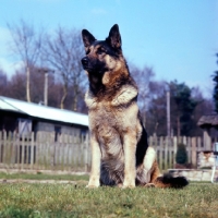 Picture of german shepherd dog sitting