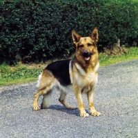 Picture of german shepherd dog standing  on road