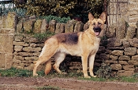 Picture of german shepherd dog standing by a stone wall