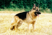 Picture of german shepherd dog standing in a stubble field