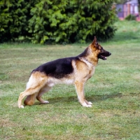 Picture of german shepherd dog standing in a field