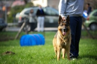 Picture of German shepherd dog standing near owner in a field