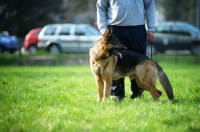 Picture of German shepherd dog standing near owner in a field