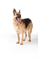 Picture of German Shepherd Dog standing on white background