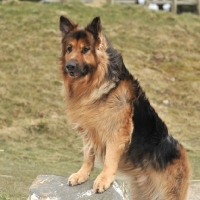 Picture of German Shepherd Dog standing up on rock

