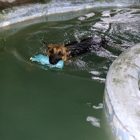 Picture of german shepherd dog swimming, carrying dummy