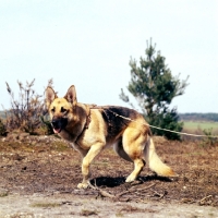 Picture of german shepherd dog tracking