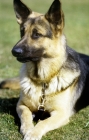 Picture of german shepherd dog trained for police work