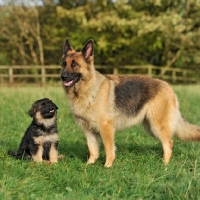 Picture of german shepherd dog with her puppy