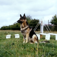 Picture of german shepherd dog with jumps in background