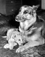 Picture of German Shepherd Dog with Lion cub
