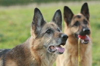 Picture of German Shepherd Dogs (Alsatian)