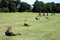 Picture of german shepherd dogs in  training for police work, stay