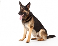 Picture of German Shepherd Dog