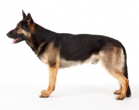 Picture of German Shepherd Dog