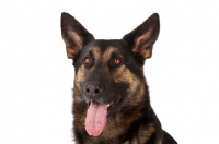 Picture of German Shepherd Dog