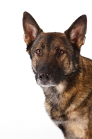 Picture of German Shepherd Dog