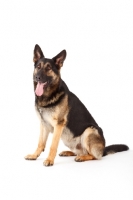 Picture of German Shepherd Dog