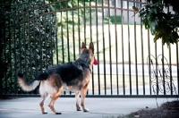 Picture of German shepherd guarding fence