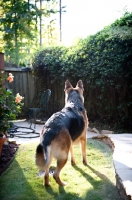 Picture of German shepherd looking out