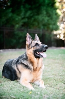 Picture of German shepherd lying in grass