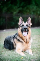 Picture of German shepherd lying in grass