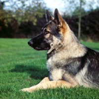 Picture of german shepherd lying on grass