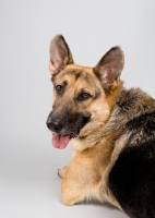 Picture of German Shepherd lying on grey studio background, looking over shoulder.