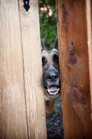Picture of German shepherd peeking through fence slats