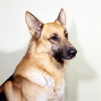 Picture of german shepherd portrait