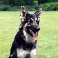 Picture of german shepherd, portrait
