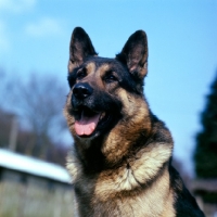 Picture of german shepherd portrait