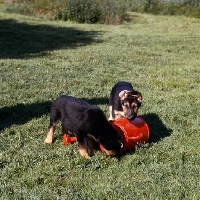 Picture of german shepherd puppies with a watering can