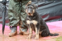 Picture of German Shepherd puppy, all wet and muddy