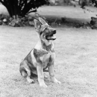 Picture of german shepherd puppy from madeleine pickup