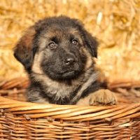 Picture of german shepherd puppy in a basket