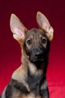 Picture of german shepherd puppy with big ears