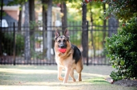 Picture of German shepherd running with toy in mouth