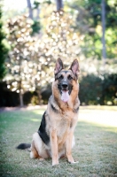 Picture of German shepherd sitting in grass