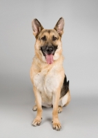 Picture of German Shepherd sitting on grey studio background.