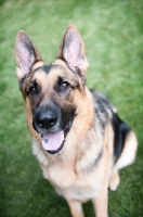 Picture of German shepherd smiling in grass