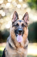 Picture of German shepherd smiling