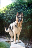 Picture of German shepherd standing on ledge