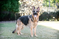 Picture of German shepherd standing