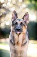 Picture of German shepherd sticking out tongue