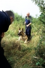 Picture of german shepherd training for police work