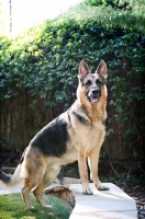 Picture of German shepherd with paws on ledge