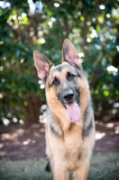 Picture of german shepherd with tongue out