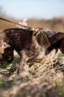 Picture of German Shorhaired Pointer pulling on leash